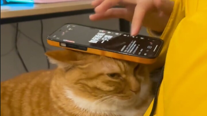 Không có thức ăn cho mèo nào là vô ích cả!