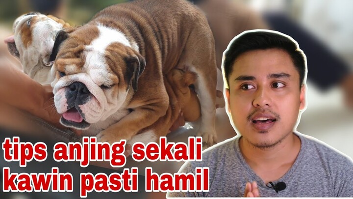 Berapa kali anjing di kawinkan agar hamil ? - tips anjing kawin dan masa kehamilanya !!