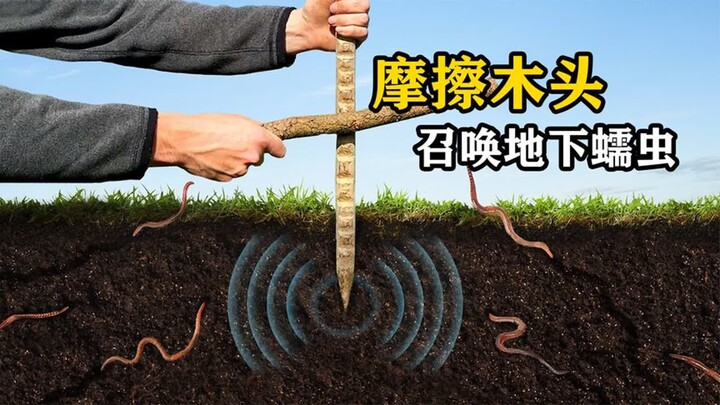 为什么摩擦木头，就能召唤出地下的蚯蚓？看完涨知识了