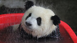 【Panda】 Four Meatalls In Water! 