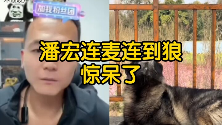 【ไลฟ์สดพานหง】พานหงจับคู่ไลฟ์สดกับหมาป่าแล้วถึงกับอึ้งไปเลย