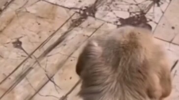 Cô gái: Anh ấy không nhìn thấy mà, hay là mình trộm nó đi nhé?!   Chàng trai: Nhưng anh ấy chỉ không