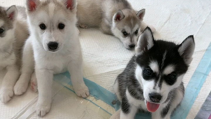 Kerusakan yang ditimbulkan oleh sebuah kantong besar terhadap seekor anak anjing