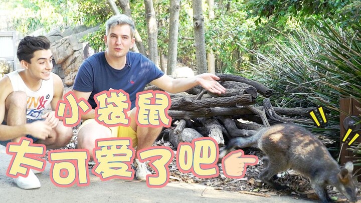 Tưởng không ngờ tôi lại được vườn thú Úc chữa lành!