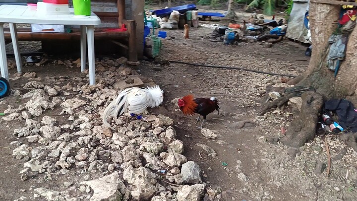 White Kelso Mckean VS Mclean Hatch Spar