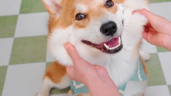 Corgi and Shiba Inu mixed breed puppy, who does it look like when it grows up?