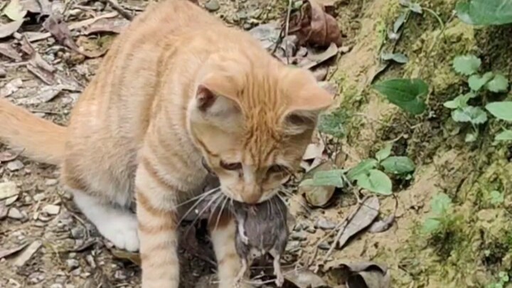 Phiên bản đời thực của trò mèo vờn chuột