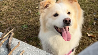 بمجرد أن أتوقف عن الكلام مباشرة، سأحصل على الكثير من الحطب