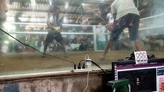 MJF GAMEFOWL - Gold vs white choco 7/10 masyado malaki ang white buti win tayo✅🥰🥰🥰