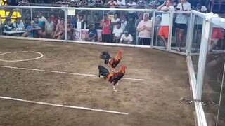 3 cock derby 1st fight "champion"