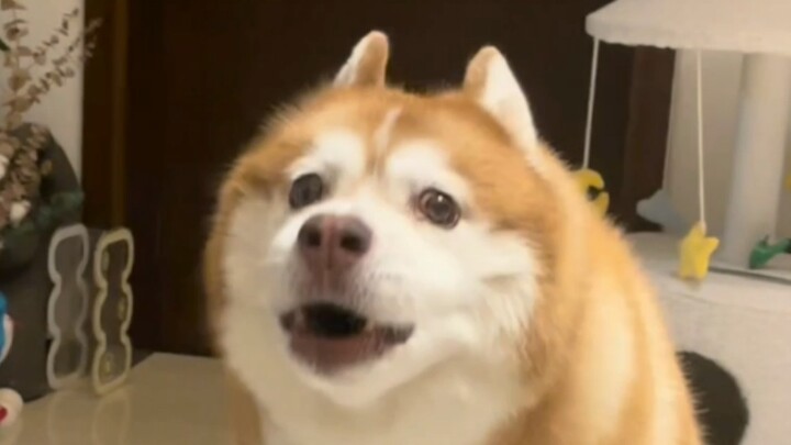 "On My Dog's Life with Alzheimer's"