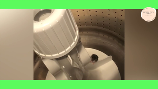 Một Chiếc Video Cực Brủ Brủ p53 #DarkMeme