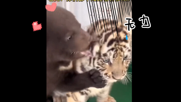 Gấu: Nó là bảo bối của tôi! Bảo bối của tôi!