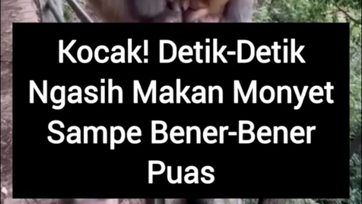 Dasar Monyet