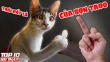 CHẠY NGAY ĐI! Hóa Ra Loài Mèo Đang "Thống Trị" Con Người Là Vì Lý Do Này ➤ Top 10 Thú Vị