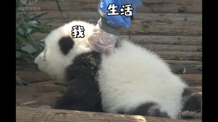 【กับฮวา】น้องฮวาถูกชีวิตจับขึ้นมาอย่างกะทันหัน!