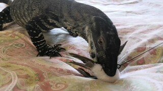 Proving that cat's toy can be used on pet lizard too!