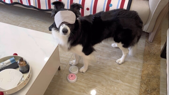 Let's eat, but first let's put an eye mask on the puppy and see how it reacts.