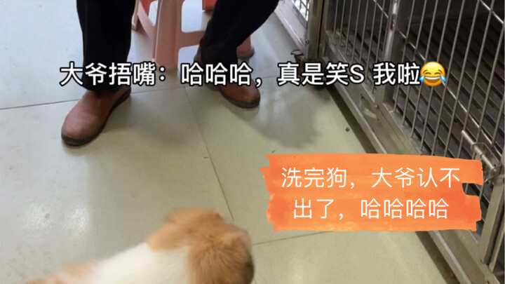 The hilarious old man who doesn't recognize his dog, which has gone viral nationwide—prequel