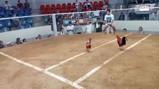 3cocks derby sa san Jose batangas sandali lang pinatay Ang kalaban