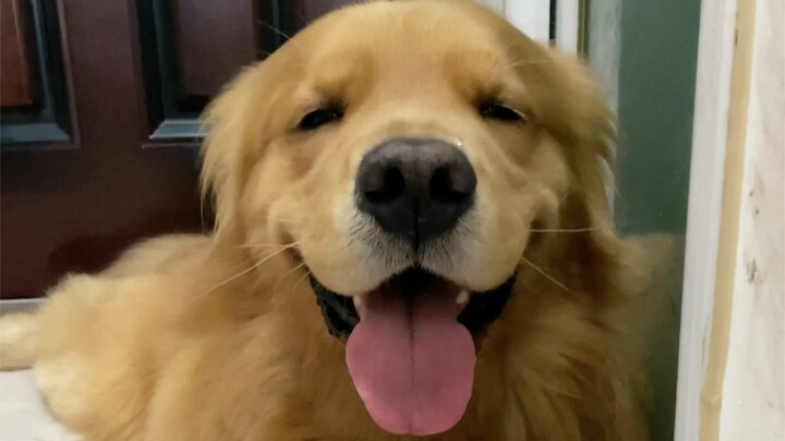 半夜睡得正香被狗哈赤声吵醒的难过谁懂？