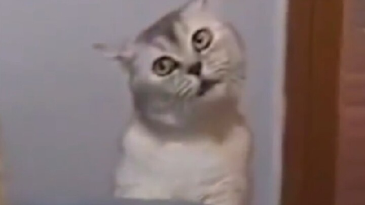 อย่าพยายามเข้าใจพฤติกรรมของน้องแมวเด็ดขาด