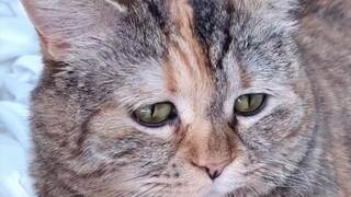 The world is broken, and the kitten is broken too