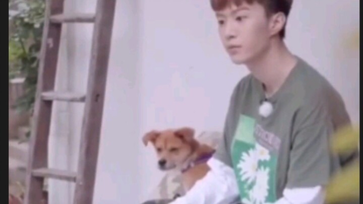 [Fan Chengcheng] A lot of dogs aren’t as handsome as you are, hahaha—life coach Fuxixi!