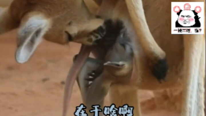 Kanguru kecil sudah tumbuh besar, tetapi masih ingin masuk ke kantong ibunya, jadi...