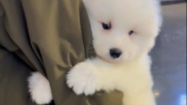 【ซามอยด์】มือน้อยๆ โอบกอดแน่นๆ น่ารักเหมือนทารกจริงๆ เลย!