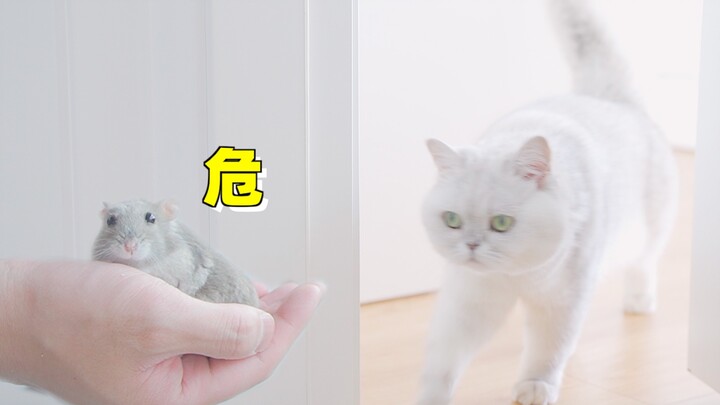 The hamster was pooping all over the house, so the young man simply transformed the room into a supe