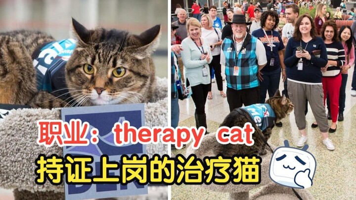 Chú mèo này có một nghề nghiệp đặc biệt, đã xoa dịu trái tim của biết bao người qua đường