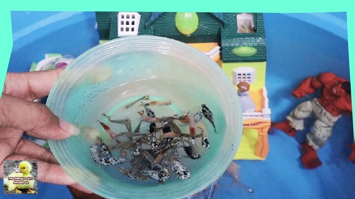 Toys Princess Sophia,Hulk in the water with molly fish,guppies,baby turtles-The Animals Around Us