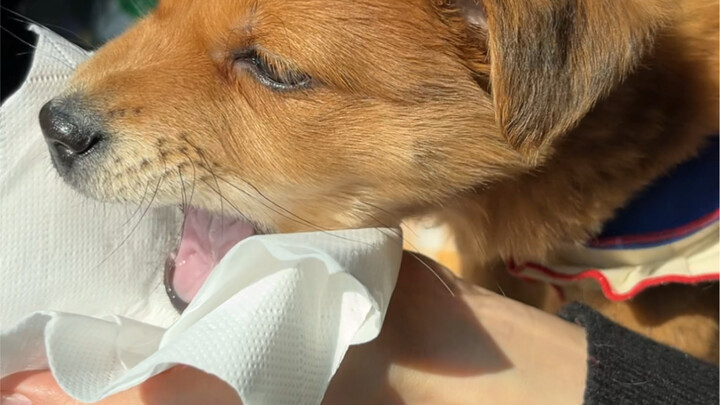 The car-sick puppy… but seriously, this is so hilarious hahaha!