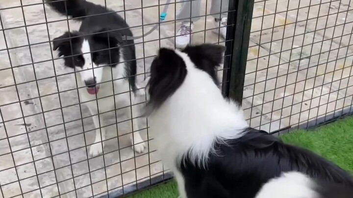 Pelatih anjing: Ini tindakan yang bisa dilakukan oleh Border Collie?