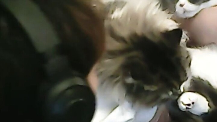 Kucing Gauss pun bisa mengambil hati atasan hahaha hahaha hahaha