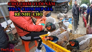 Phiên Chợ Chim Cảnh Lớn Nhất Miền Bắc Dịp Cuối Năm Toàn Chim Đẹp CHỢ CHIM LẠNG SƠN I Thai Lạng Sơn