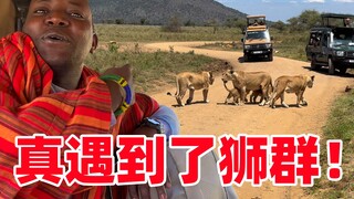 Bất ngờ gặp bầy sư tử! Chúng lao về phía chúng tôi, khiến chúng tôi sợ đến mức không dám nói một lời