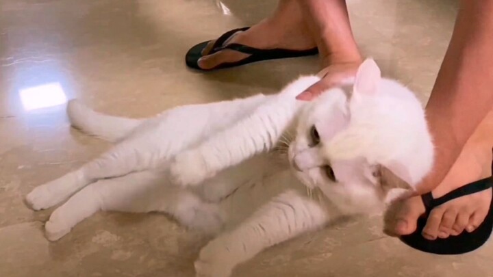 Some cats look like cats, but they are actually ________