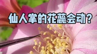 Do the stamens of a cactus move?