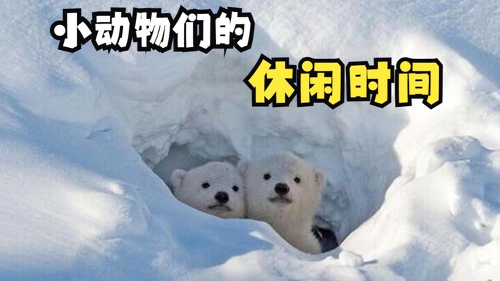 Little Animals' Leisure Time