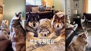 给大家打一针「哈士奇预防针」