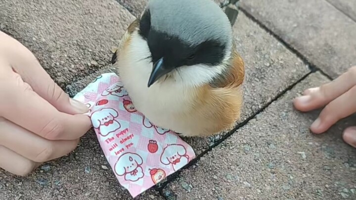 Don’t let its cute appearance fool you!