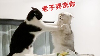 女主人：求求你们别打了，再打头要笑掉了哈哈哈