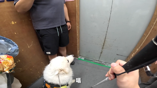 看我表演：不仅会带主人上下电梯还会打嗝儿～