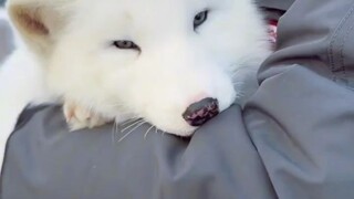 فتاة الثعلب، تشكك في الملك تشو، تتفهم الملك تشو، وتصبح الملك تشو