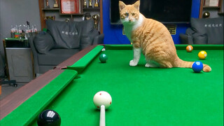 Si Jeruk Kecil akan bekerja sama