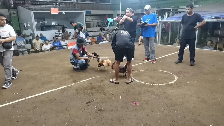 2nd fight CHAMPION🏆 💪🐓