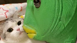 Mèo: Đừng tới đây!