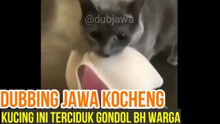 KOCHENG PENGGONDOL BH | DUBBING JAWA KUCING